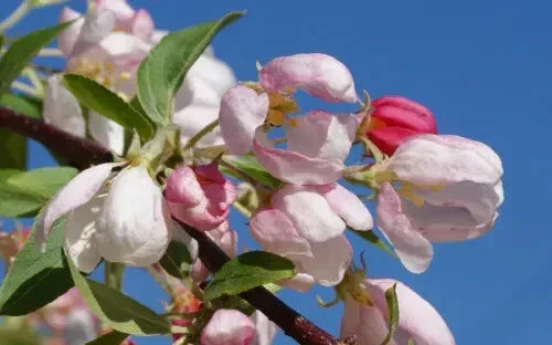 Sun Rival Crabapple Seeds - Malus 'Sun Rival' for Garden Planting, Landscaping & Pollinators, 25+ Seeds