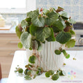Strawberry Begonia Seeds – Saxifraga stolonifera – Perennial Ground Cover – 25 Seeds for Garden Planting