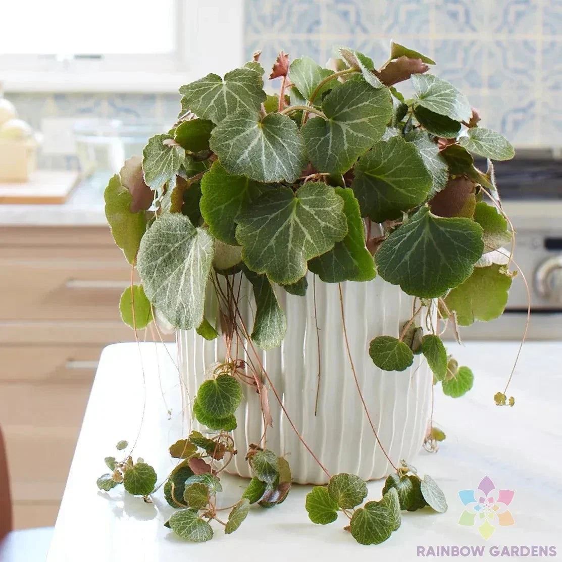 Strawberry Begonia Seeds – Saxifraga stolonifera – Perennial Ground Cover – 25 Seeds for Garden Planting