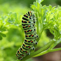 Curled Parsley Seeds 500 Count Non-GMO Herb for Culinary Use & Butterfly Attraction Petroselinum crispum