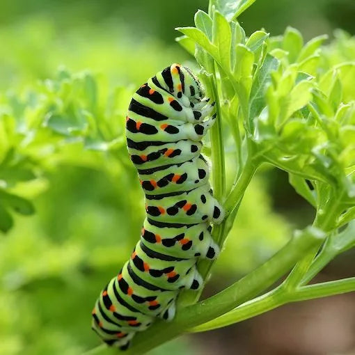 Curled Parsley Seeds 500 Count Non-GMO Herb for Culinary Use & Butterfly Attraction Petroselinum crispum
