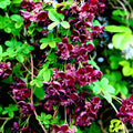 Chocolate Vine Seeds - 3-Leaf Akebia trifoliata Climbing Plant for Gardens, Fences & Trellises
