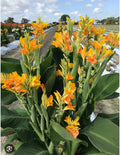 Canna Lily Starter Plant - Small Rooted Tenerife Variety - Canna indica Perennial for Garden or Container