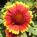 Gaillardia Blanket Flower Seeds - Perennial Garden Seeds for Borders & Containers - Gaillardia aristata - 100+ Seeds