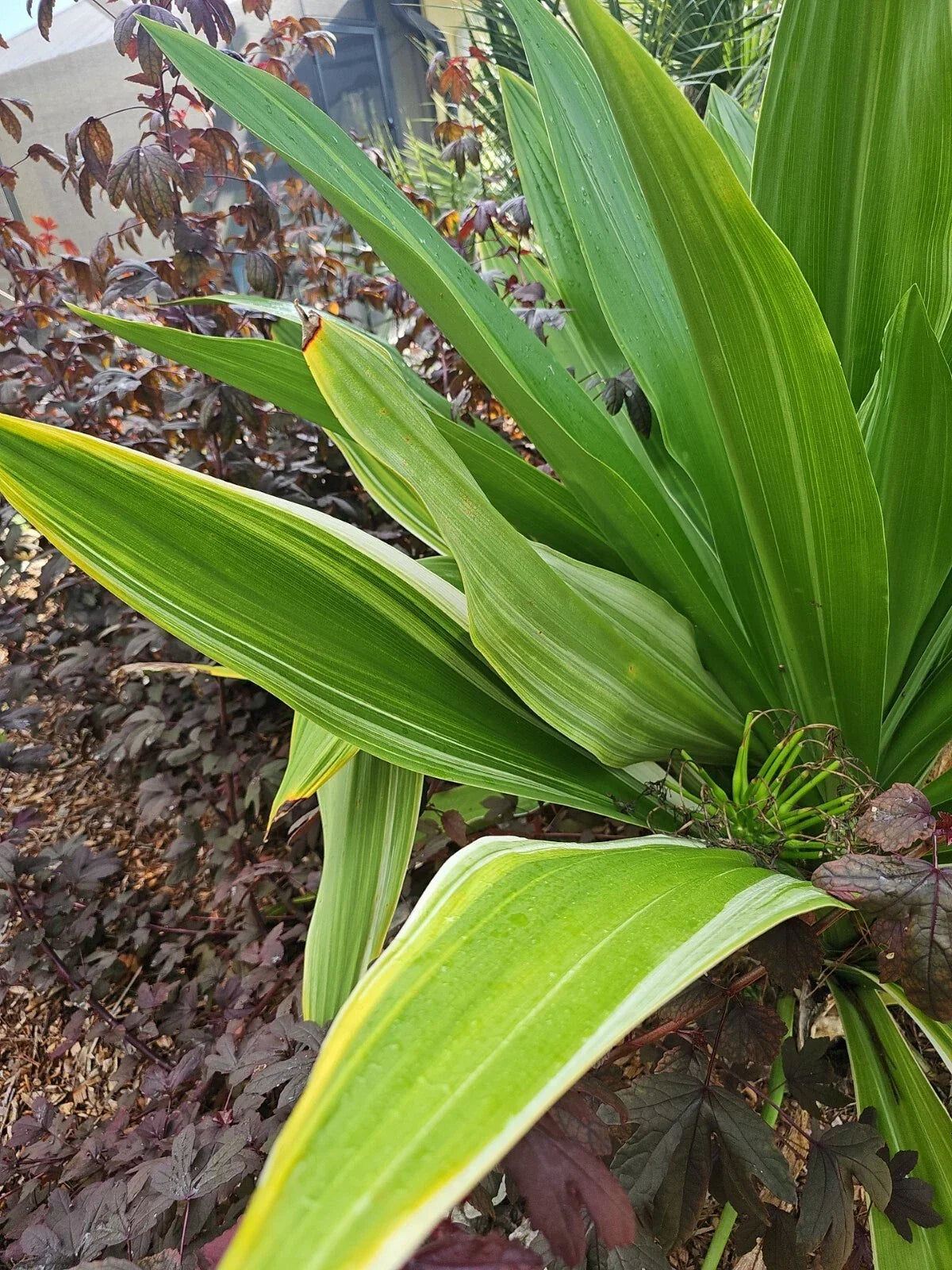 Crinum Lily Bulbs, Giant White Spider Lily, Variegated, C. Asiaticum, 5 Bulbs for Garden, Landscape, Container Planting