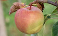 GoldRush Apple Seeds - Heirloom Malus domestica for Garden Planting, Non-GMO, 25+ Seeds