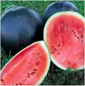 Black Diamond Watermelon Seeds - Non-GMO, Large Variety, Citrullus lanatus, Juicy, Sweet Red Flesh, Vining, Garden or Farm