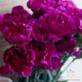 Fuchsia Love Carnation Seeds - 200+ Garden Seeds for Planting - Dianthus caryophyllus - Vibrant Fragrant Blooms