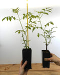 Black Elderberry Plants - Potted 6 Varieties Sambucus nigra & Sambucus canadensis | American & European Elderberry Shrubs