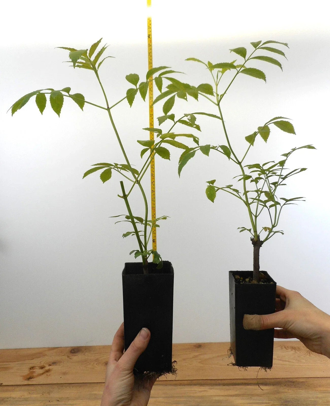 Black Elderberry Plants - Potted 6 Varieties Sambucus nigra & Sambucus canadensis | American & European Elderberry Shrubs