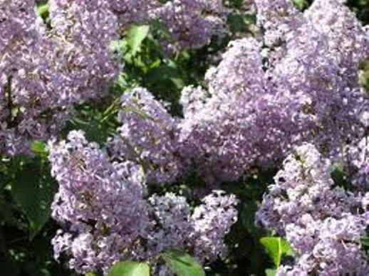 Lilac Bush Live Plant, Bare Root Syringa vulgaris, Old Fashion Purple, Fragrant Purple Blooms, 16-24 Inches