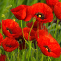 Red Poppy Wildflower Seeds 1/4 Lb - Papaver rhoeas - Mylar Packet - Everwilde Farms