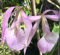 Bc. Jenosa Orchid Plant Bare Root | Fragrant Hybrid Brassocattleya Jenosa (B. nodosa x C. jenmanii)