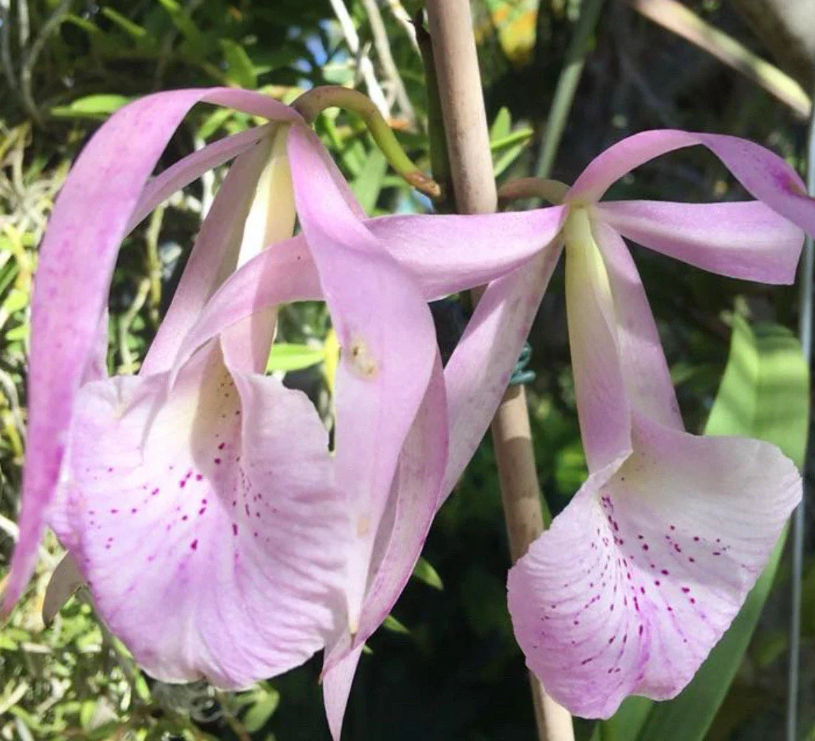 Bc. Jenosa Orchid Plant Bare Root | Fragrant Hybrid Brassocattleya Jenosa (B. nodosa x C. jenmanii)