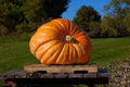 Pumpkin Seeds - Atlantic Giant Variety - Organic Cucurbita maxima for Giant Pumpkin Cultivation - Pack of 10