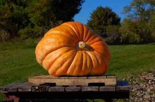 Pumpkin Seeds - Atlantic Giant Variety - Organic Cucurbita maxima for Giant Pumpkin Cultivation - Pack of 10