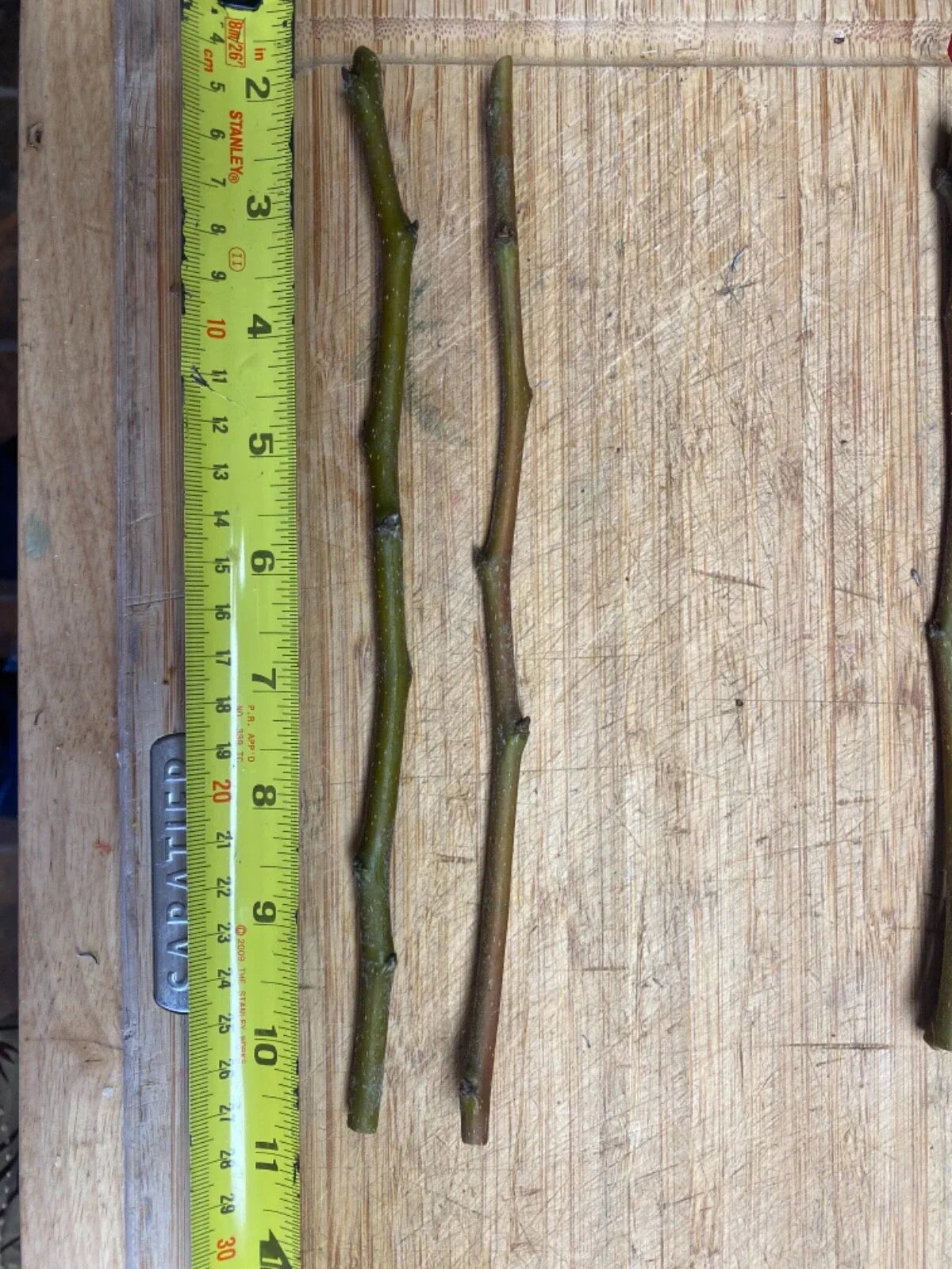 Fruit Tree Cuttings - Apple, Plum, Peach, Fig, Cherry, Mulberry Scion Wood for Grafting