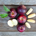 Arkansas Black Apple Tree Bare Root - Malus domestica 'Arkansas Black' Heirloom Variety for Home Orchard