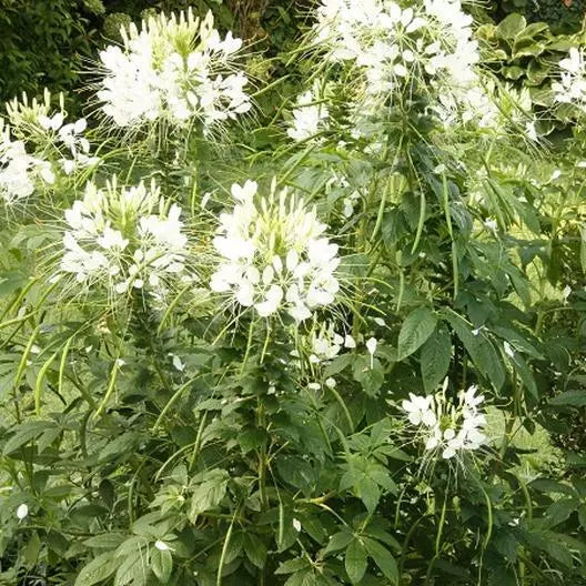 Cleome Seeds - White Queen Spider Plant - Non-GMO, Pollinator Friendly, 200 Seeds, Annual, Cleome hassleriana