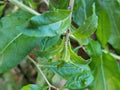 Fresh Goji Berry Live Plant Cuttings - Set of 3 - Lycium barbarum - Nutrient-Rich Berries for Garden or Pots