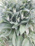 Comfrey Root Cuttings Live 3-4 Inches Bocking 4 Symphytum officinale Organic Herb for Garden, Medicinal, Landscaping