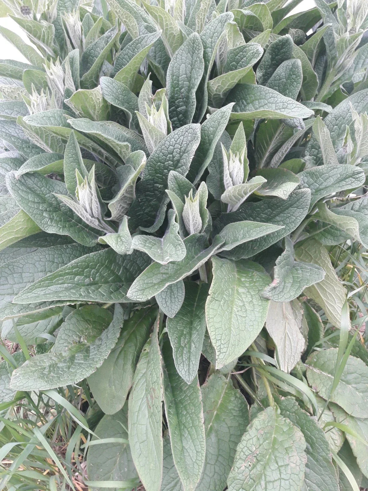 Comfrey Root Cuttings Live 3-4 Inches Bocking 4 Symphytum officinale Organic Herb for Garden, Medicinal, Landscaping