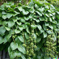 Malabar Spinach Seeds - 150 Giant Roundleaf Edible Vine Seeds, Basella alba, Climbing, Nutrient-Rich, Full Sun, Free Shipping