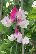 Sweet Pea Seeds - 50+ Sunshine Pink Bicolour - Climbing Garden Flower - Lathyrus odoratus, Annual, Vibrant Blooms
