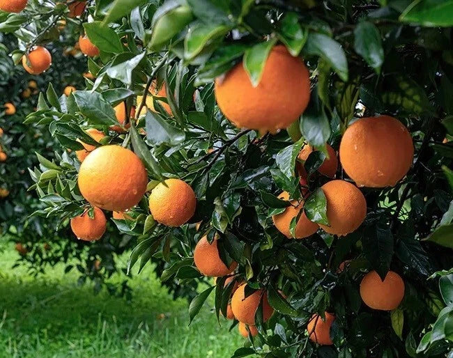 California Navel Orange Scions Cuttings 6-8 inches for Grafting - Citrus sinensis