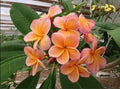 Light Pink Orange Plumeria Seeds, Frangipani, Perennial Flower Seeds, Tropical Garden, 5 Pack