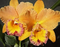 Dendrobium Orchid Plant Jessie Lee Bare Root 1 Stem No Pot No Buds Epiphytic Flowering