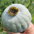 Giant Rattle Poppy Seeds - 10,000 Count - Papaver somniferum - Large Blooms for Garden Planting
