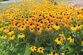 Black Eyed Susan Seeds - 200 Count - Rudbeckia hirta - Brown Eyed Flower Seeds for Garden, Pollinator Attracting, Full Sun