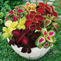 Coleus Seeds 500 Count Jazz Combo Mix Colorful Foliage Solenostemon scutellarioides for Gardening & Landscaping