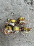 Sugarcane Cuttings 5pcs Ready to Plant Saccharum officinarum Juicy Sweet Perennial Grass