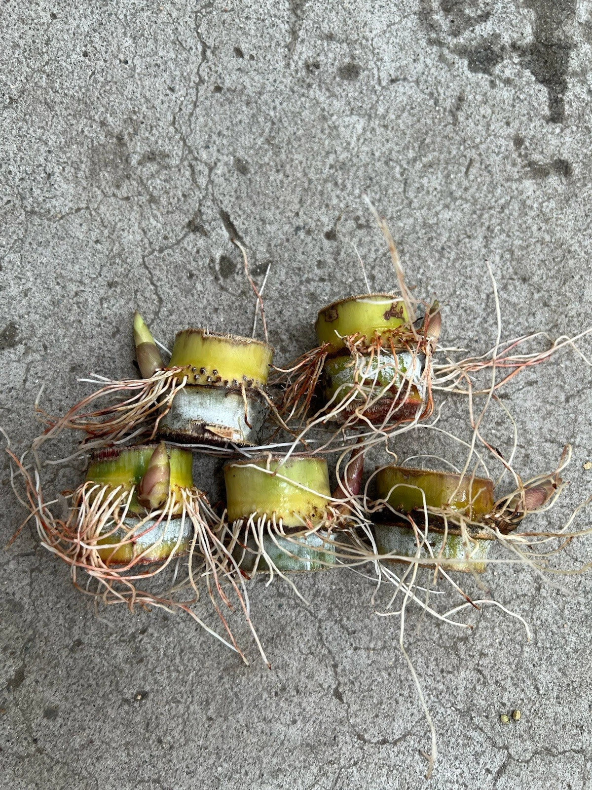Sugarcane Cuttings 5pcs Ready to Plant Saccharum officinarum Juicy Sweet Perennial Grass