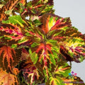 Superfine Rainbow Multicolour Coleus Seeds - 25+ Pack for Garden & Container - Coleus blumei Annual Plant