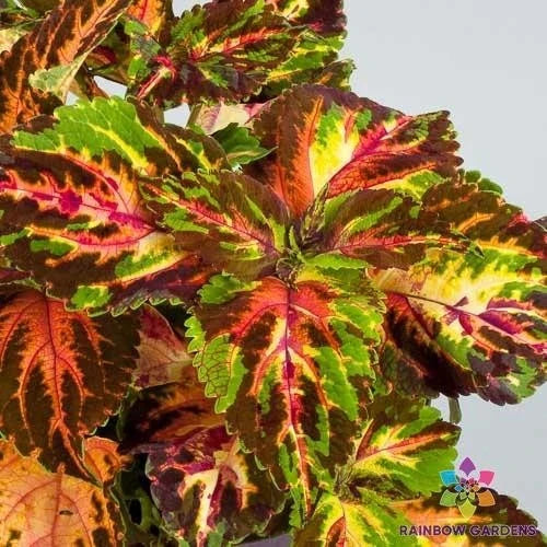 Superfine Rainbow Multicolour Coleus Seeds - 25+ Pack for Garden & Container - Coleus blumei Annual Plant