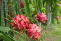 Organic Dragonfruit Starter Plant 2.5" Pot 'Edgar's Baby' Hylocereus undatus Live Plant for Container Gardening