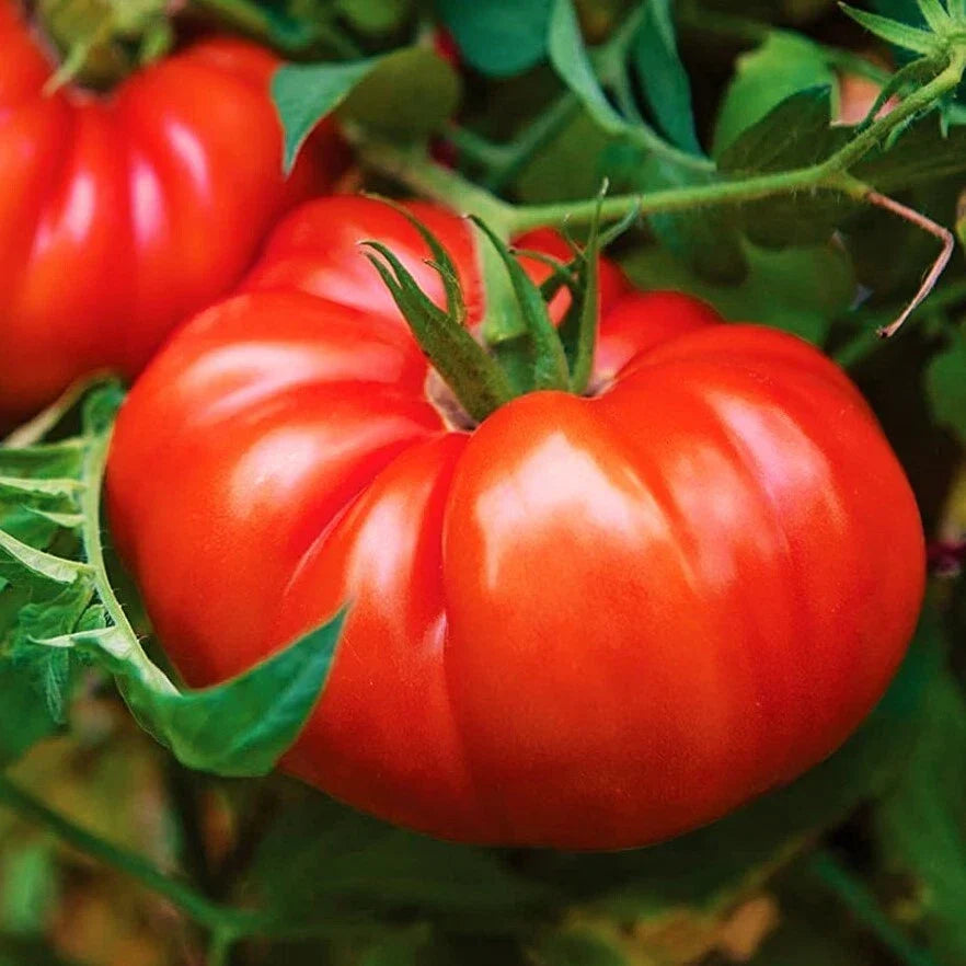 Giant Beefsteak Tomato Seeds | Extra Large Heirloom, Determinate, Solanum lycopersicum, 25 Seeds Pack