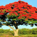 Royal Poinciana Seeds | Delonix Regia | Red Flame Tree Tropical Flower Seeds for Garden, Landscape & Landscaping
