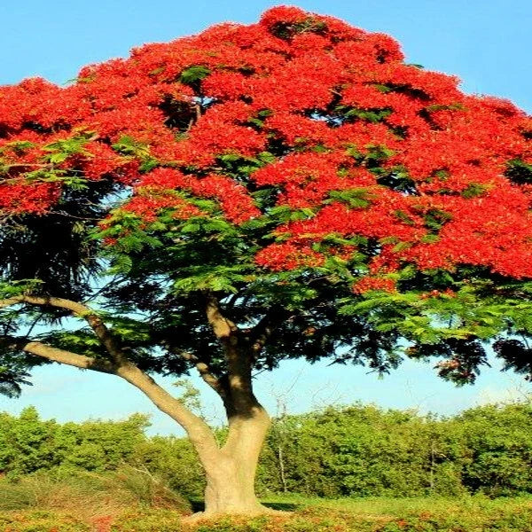 Royal Poinciana Seeds | Delonix Regia | Red Flame Tree Tropical Flower Seeds for Garden, Landscape & Landscaping