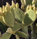 Bunny Ears Cactus Pads - 2 Five-Inch Opuntia microdasys Succulent for Indoor Outdoor Garden