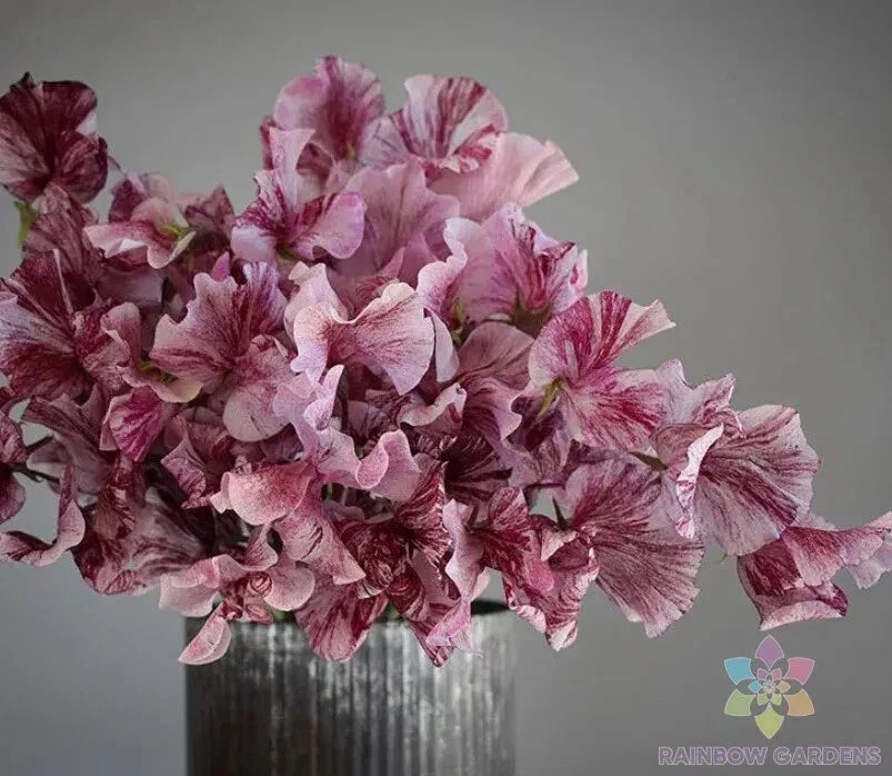 Chocolate Sweet Pea Seeds - 50 Count, Lathyrus odoratus, Climbing Vine, Maroon Flowers, Garden Planting Seeds, USA