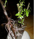 Hybrid Willow Cuttings - 20 Pencil Size Salix spp. Fast-Growing Landscaping Planting Material