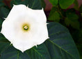 White Trumpet Bush Seeds – Fragrant Trumpet Flowers – Tecoma stans 'Alba' – Ornamental Shrubs for Garden, Pollinator Attractant