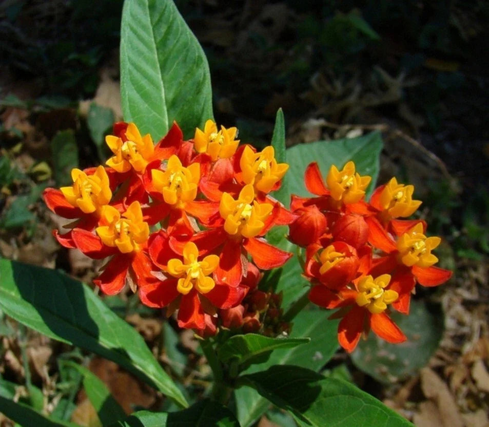 Tropical Milkweed Seeds - 30+ Heirloom Asclepias curassavica for Butterfly Gardens, Pollinator Attracting, Full Sun, Non-GMO