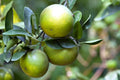 Dwarf Organic Pomelo Citrus Seeds - 5 Pack, Citrus Maxima, Non-GMO, Fruit Tree for Small Gardens & Containers