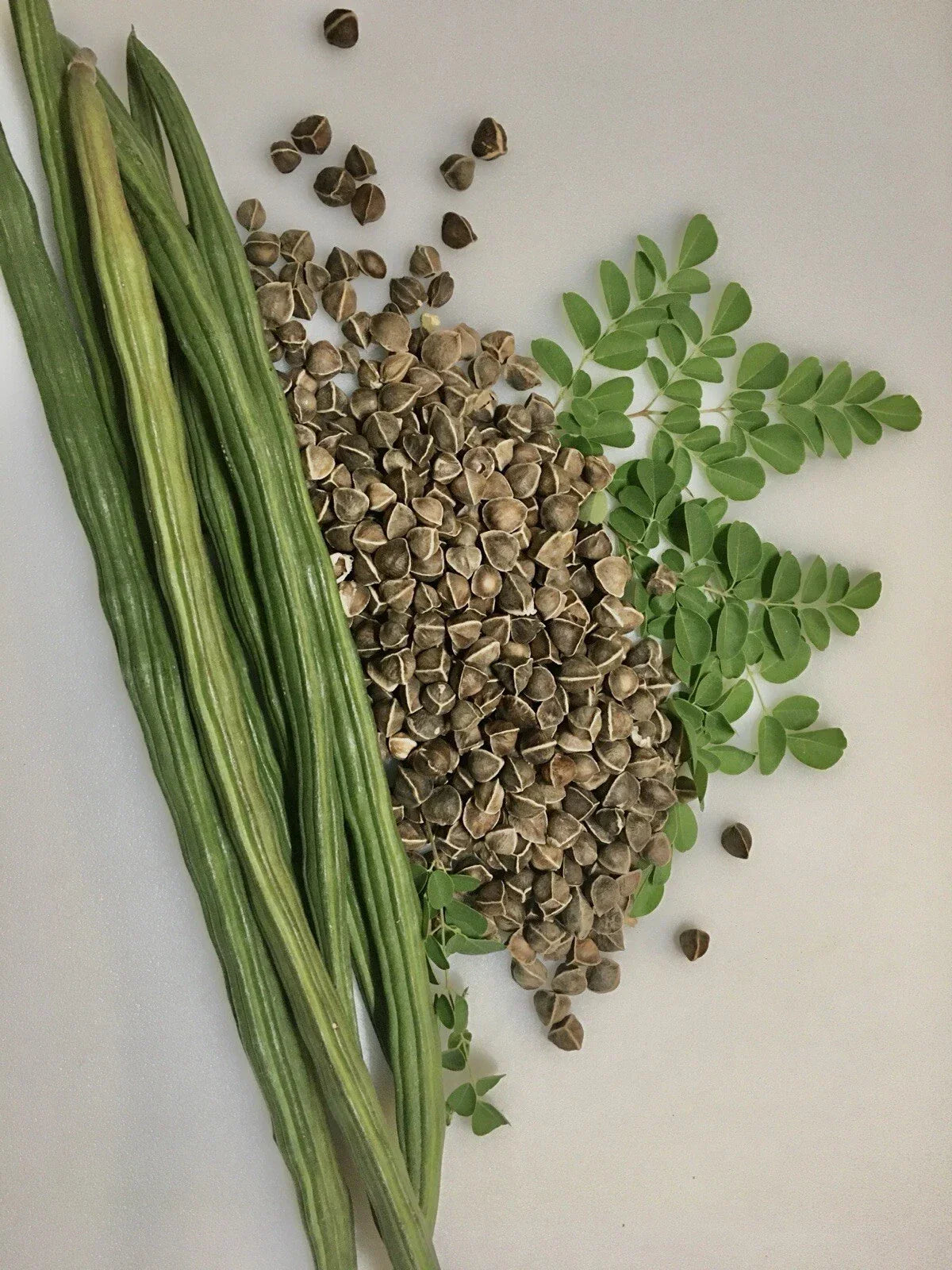 Moringa Seeds for Planting - 100+ Non-GMO Fast Growing Malungay Seeds - Moringa oleifera