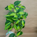 Philodendron Brasil Plant - 4" Pot - Easy Care Indoor Tropical Plant